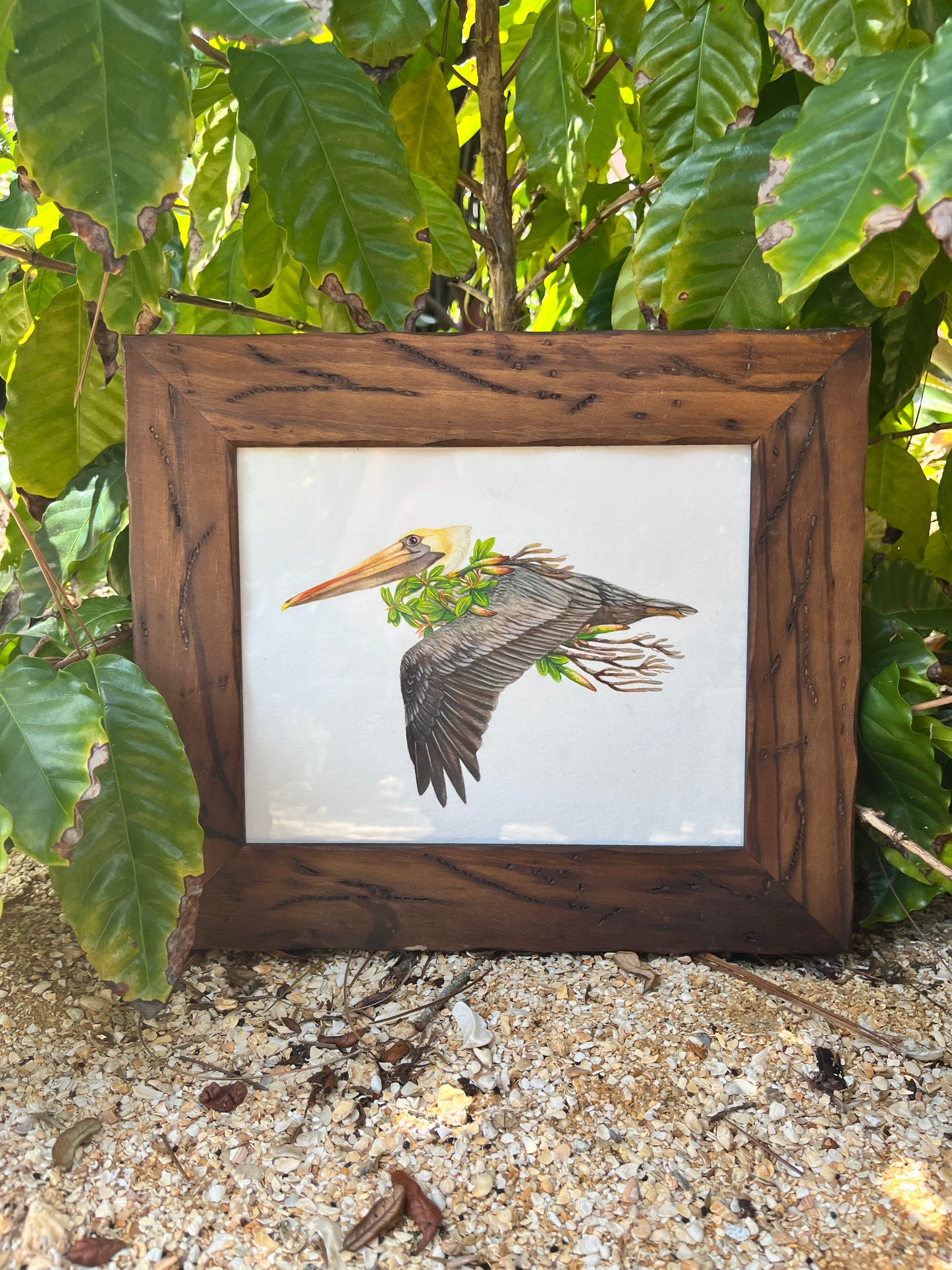 Brown Pelican and Red Mangrove