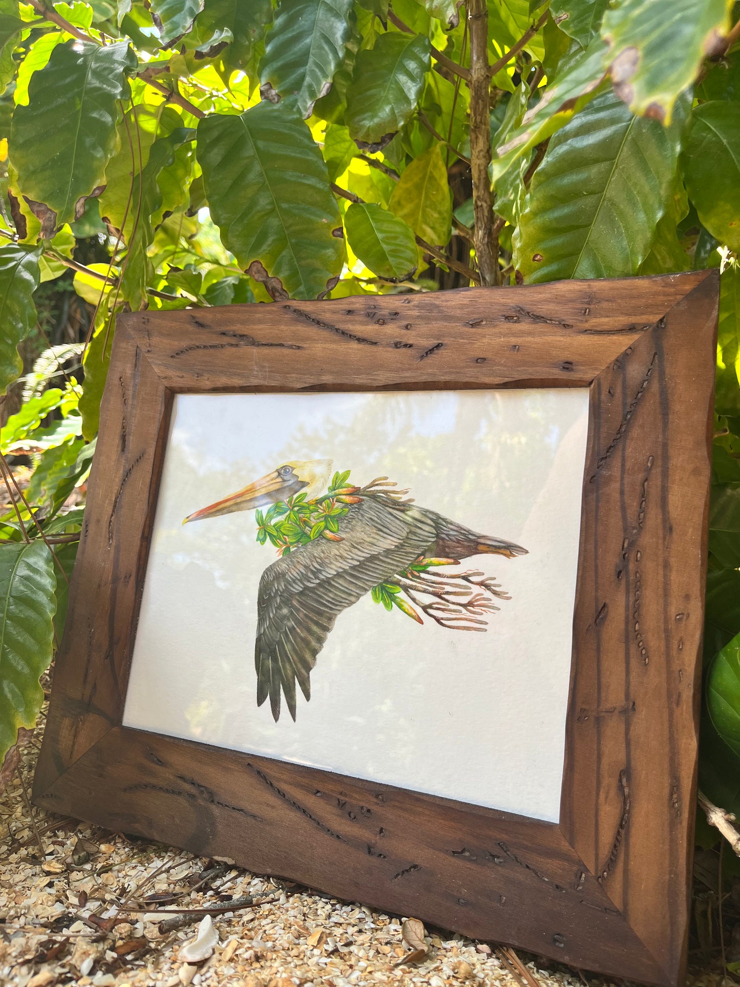 Brown Pelican and Red Mangrove