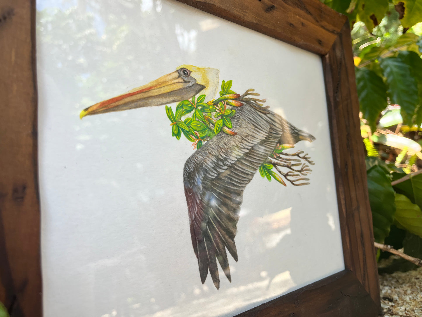 Brown Pelican and Red Mangrove