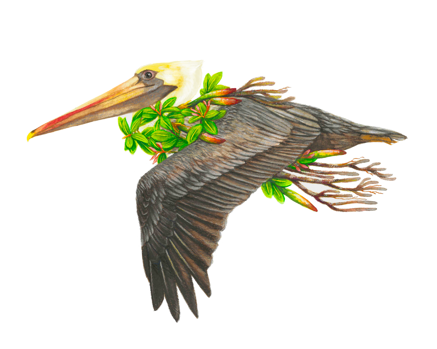 Brown Pelican and Red Mangrove