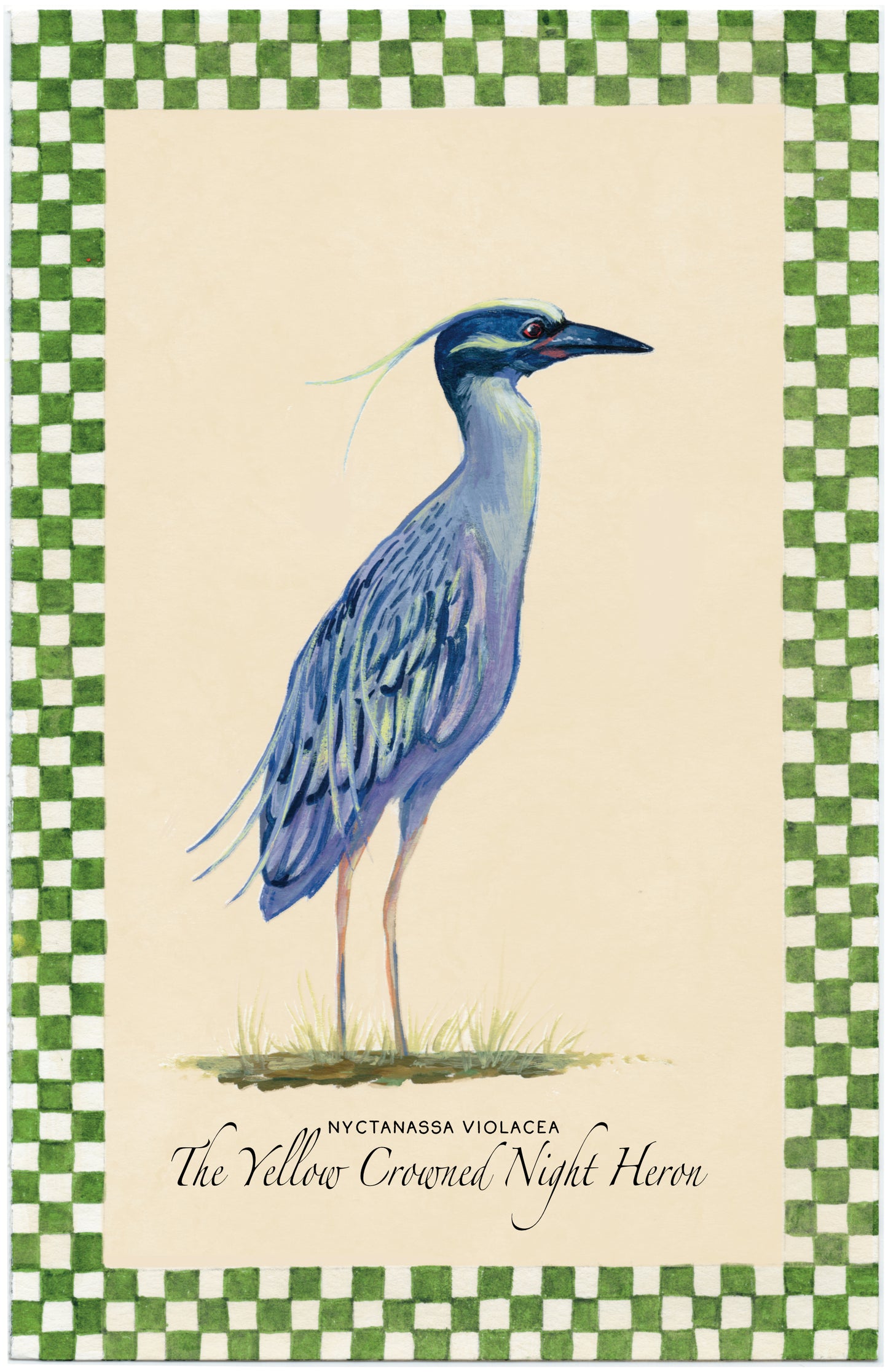 Yellow Crowned Night Heron 6x9 Print