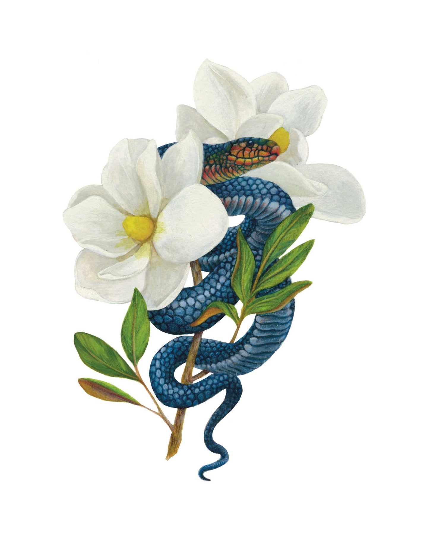 Indigo Snake and Magnolia Flower 8x10 print