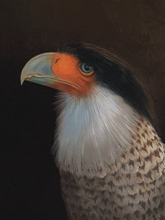 Crested Caracara 12x16 Original